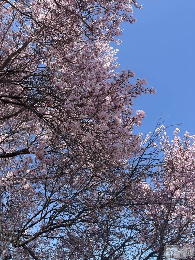 長野デリヘルStory ～人妻物語～(ストーリー) 極安☆おりん(44)の4月8日写メブログ「こんばんは」