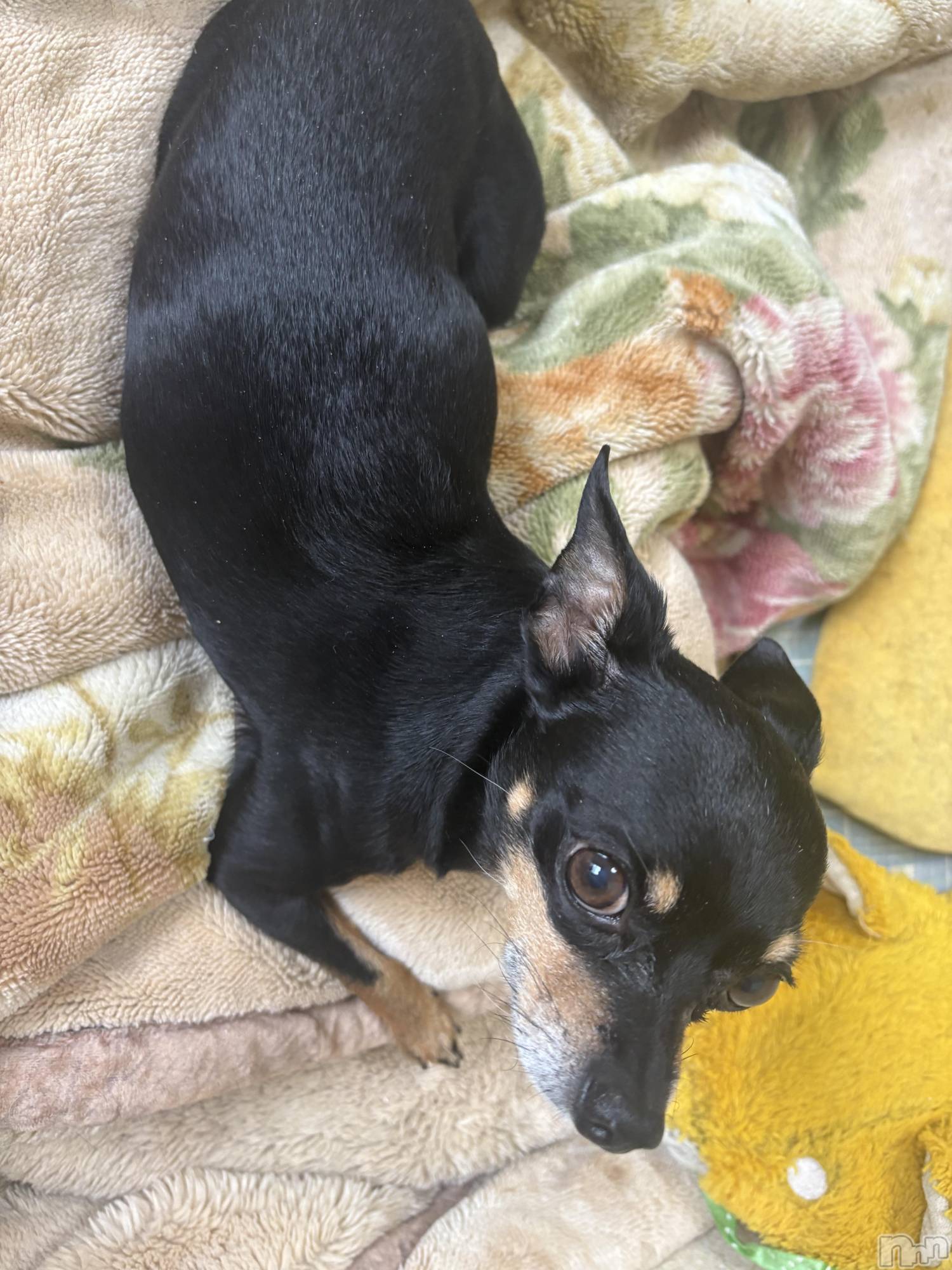 長野デリヘルStory ～人妻物語～(ストーリー)極安☆おりん(44)の2026年4月4日写メブログ「朝から！」