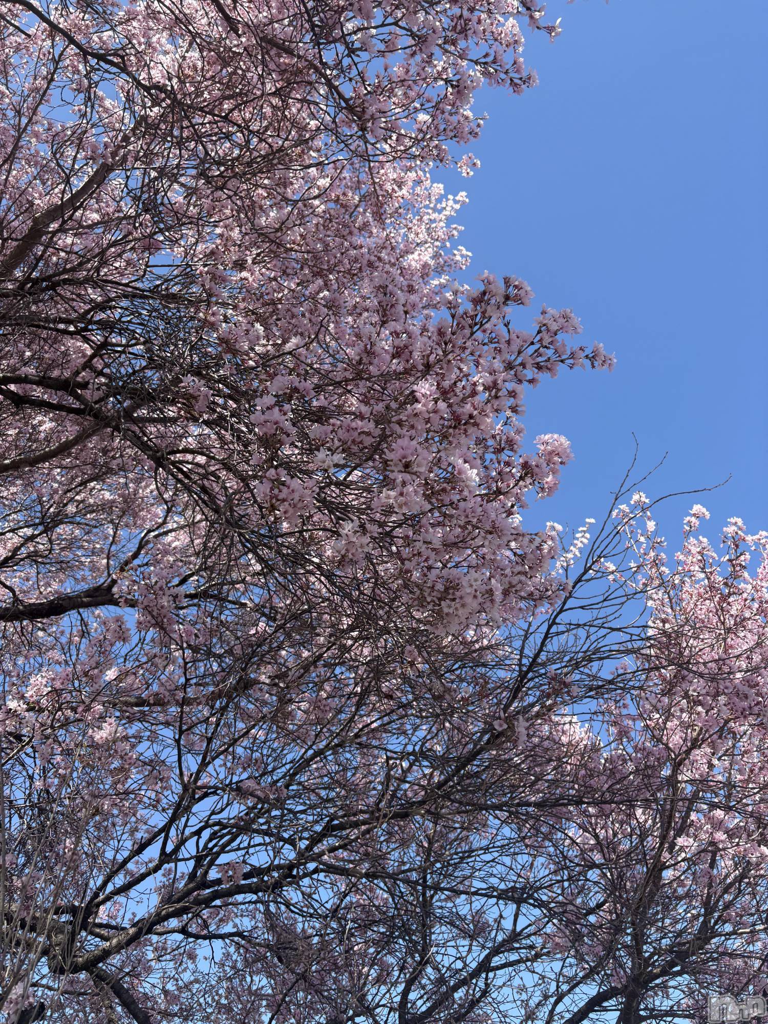 長野デリヘルStory ～人妻物語～(ストーリー)極安☆おりん(44)の2026年4月8日写メブログ「こんばんは」