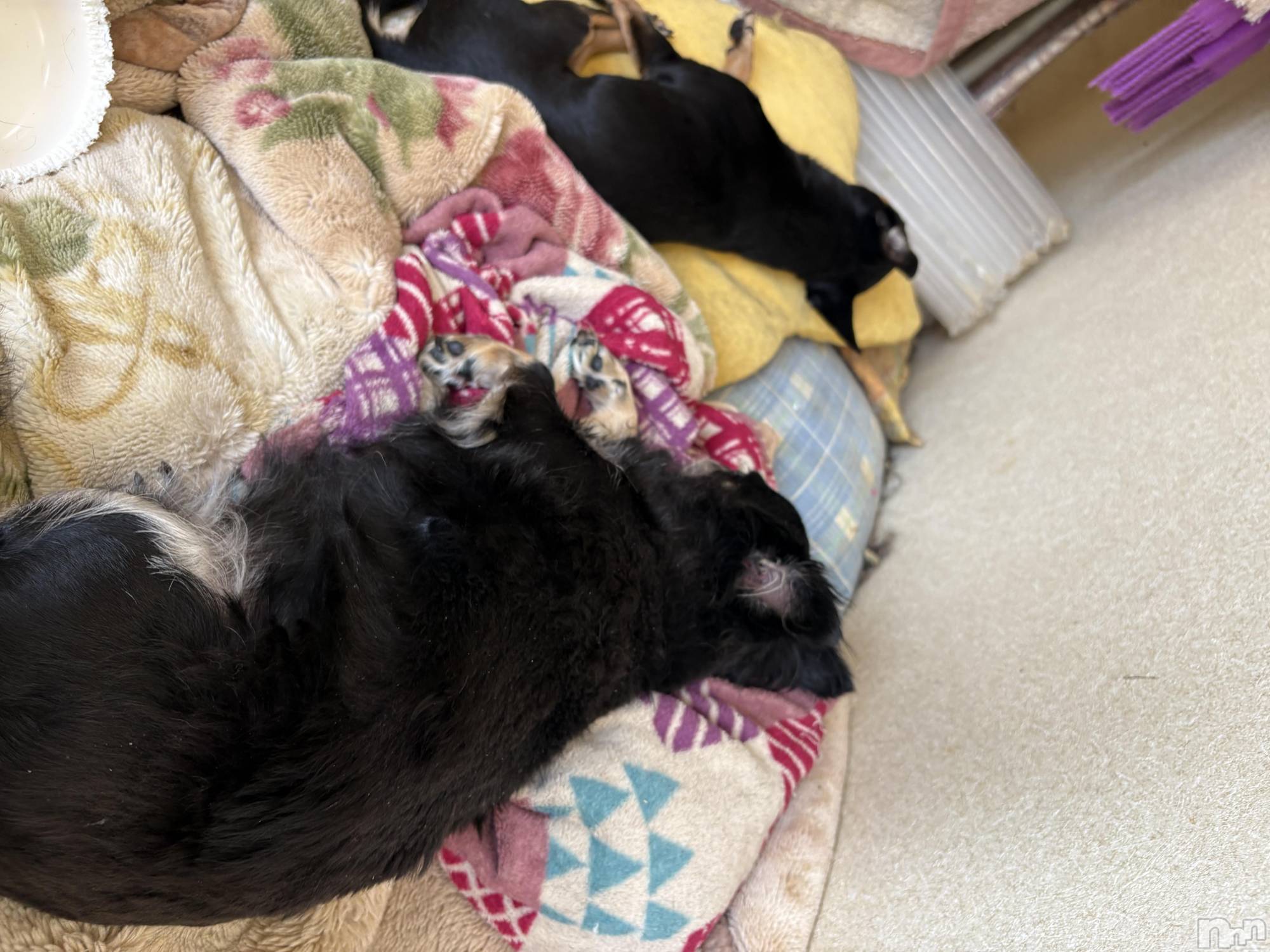 長野デリヘルStory ～人妻物語～(ストーリー)極安☆おりん(44)の2026年4月18日写メブログ「余震続いてて、、」