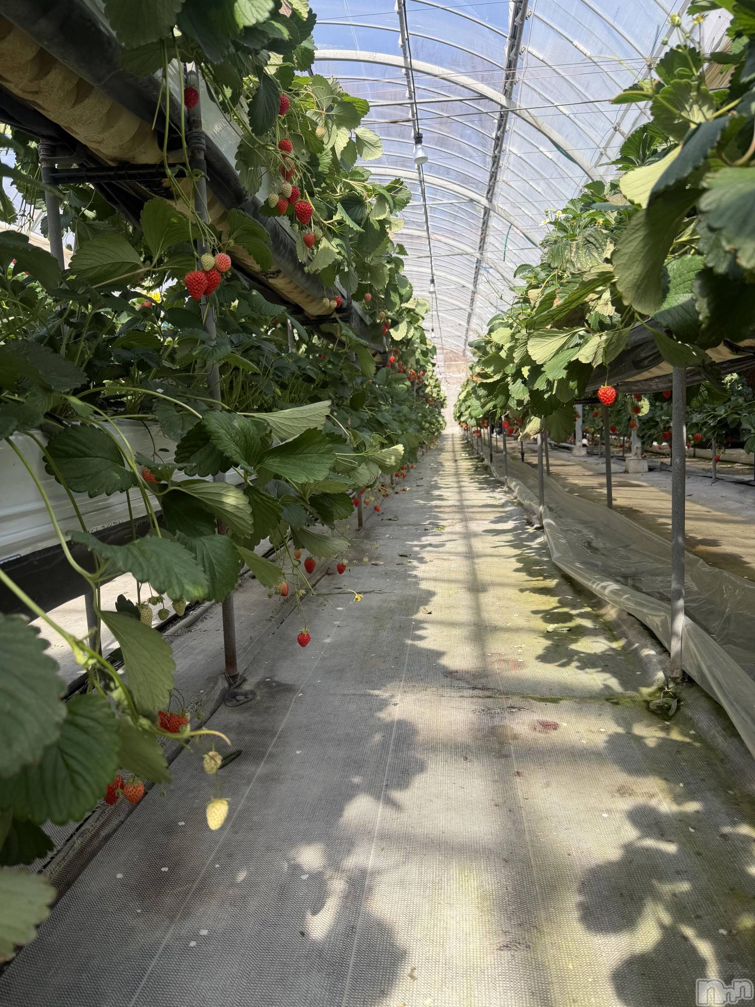 ���ܱ������ʥå��������륺�С�Lounge FLEUR(�饦�󥸥ե롼��) ��2026ǯ3��2���̥�֥����֤ޤ��ԤäƤ��ޤ�������