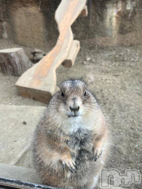 長岡デリヘル長岡市総合デリヘル COLOR～デリヘル・手コキ・密着エステ～(ナガオカシソウゴウデリヘルカラー) 新人ひまり(23)の2月27日写メブログ「肉食？？」