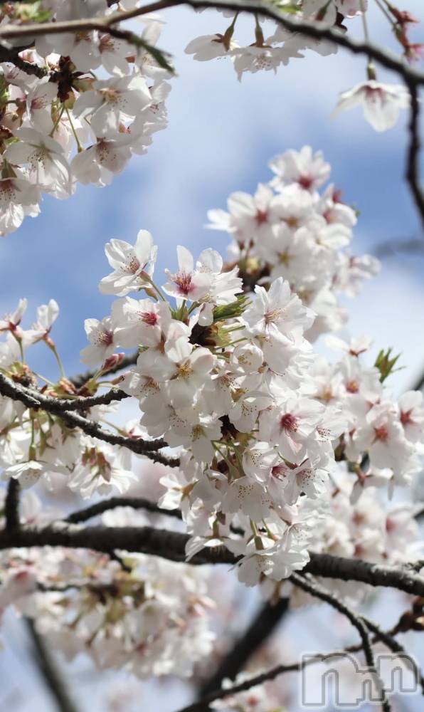 ��Ʋ����Х��顦�����clubTiara(�ƥ�����) ��ʤ�4��8���̥�֥����ֺ�����Ź�����Ǥ����🌸��