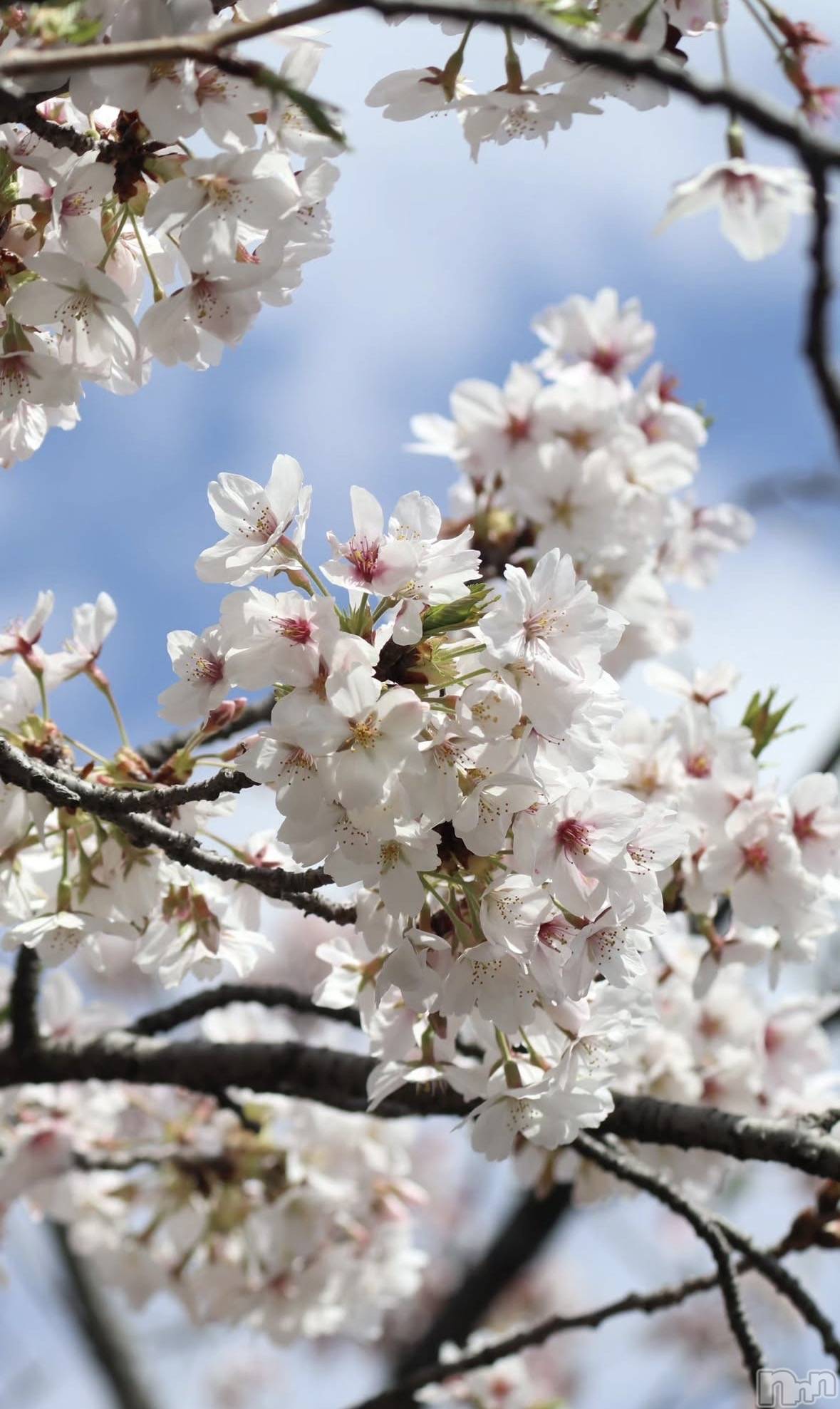 ��Ʋ����Х��顦�����clubTiara(�ƥ�����) ��2026ǯ4��8���̥�֥����ֺ�����Ź�����Ǥ����🌸��