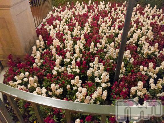 新潟デリヘルMelt(メルト)まいか(20)の2026年4月13日写メブログ「ごめんねえ、」