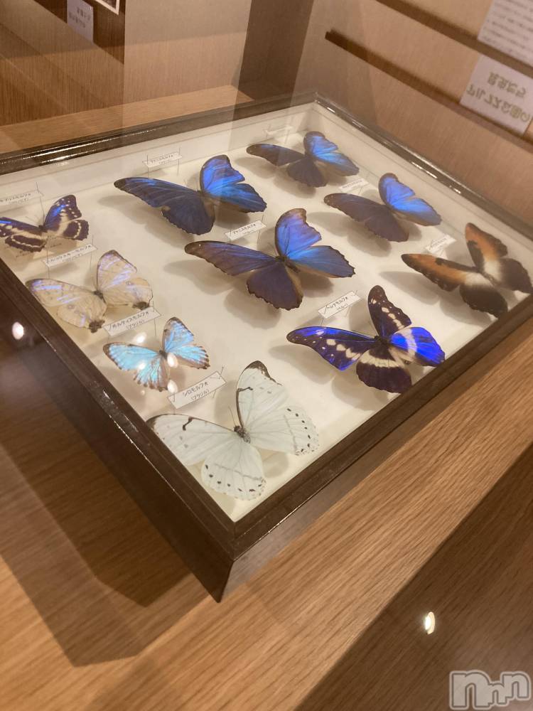 ��ˬ����Х��顦����֥���� �ץ���� ��ˬ(����� �ץ���� ����) ���� ����1��29���̥�֥�����🦋.*�����