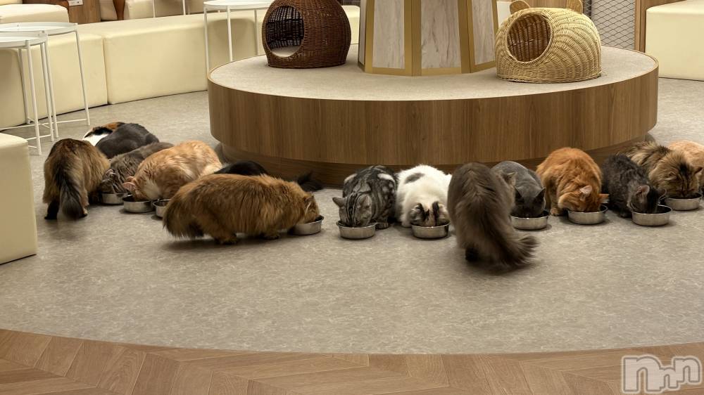 ��ˬ����Х��顦����֥���� �ץ���� ��ˬ(����� �ץ���� ����) ���� ����2��9���̥�֥�����^._.^��