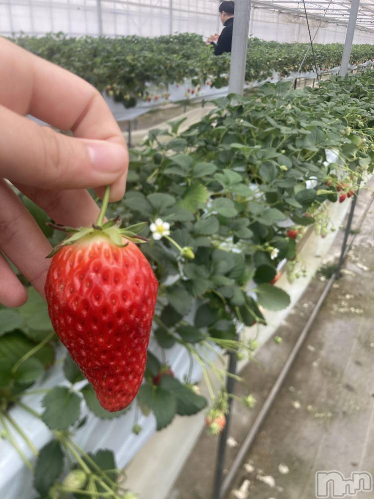 ��ˬ����Х��顦����֥���� �ץ���� ��ˬ(����� �ץ���� ����) ���� ����2��16���̥�֥�����🍓🍼��