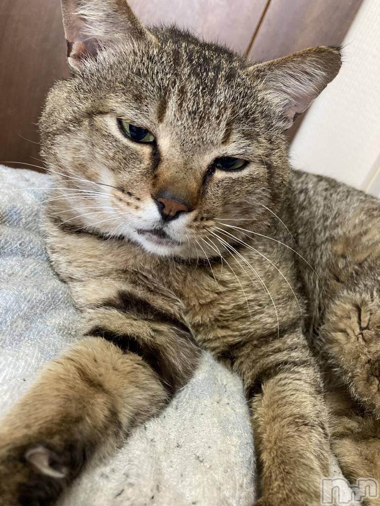 ��ˬ����Х��顦����֥���� �ץ���� ��ˬ(����� �ץ���� ����) ���� ����2��19���̥�֥�����^._.^��