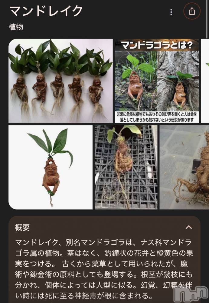 ��ˬ����Х��顦����֥���� �ץ���� ��ˬ(����� �ץ���� ����) ���� ����3��12���̥�֥�����🌱‬‪��