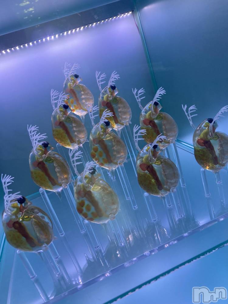 ��ˬ����Х��顦����֥���� �ץ���� ��ˬ(����� �ץ���� ����) ���� ����3��12���̥�֥�����𖠌��