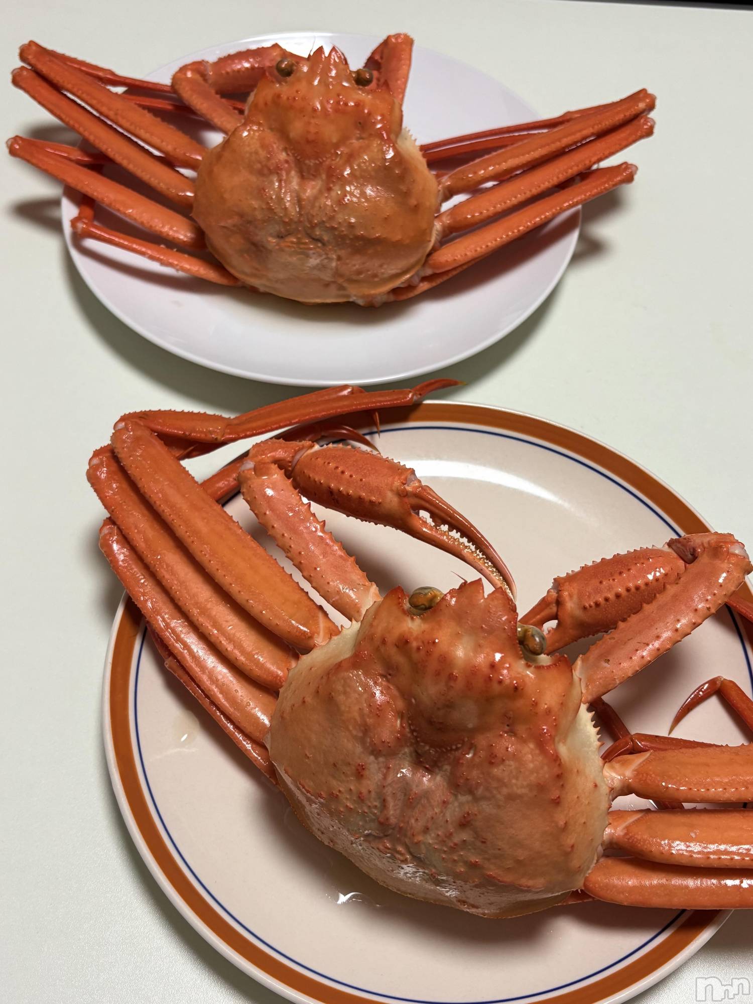 ��ˬ����Х��顦����֥���� �ץ���� ��ˬ(����� �ץ���� ����) ��2026ǯ1��21���̥�֥�����🦀��