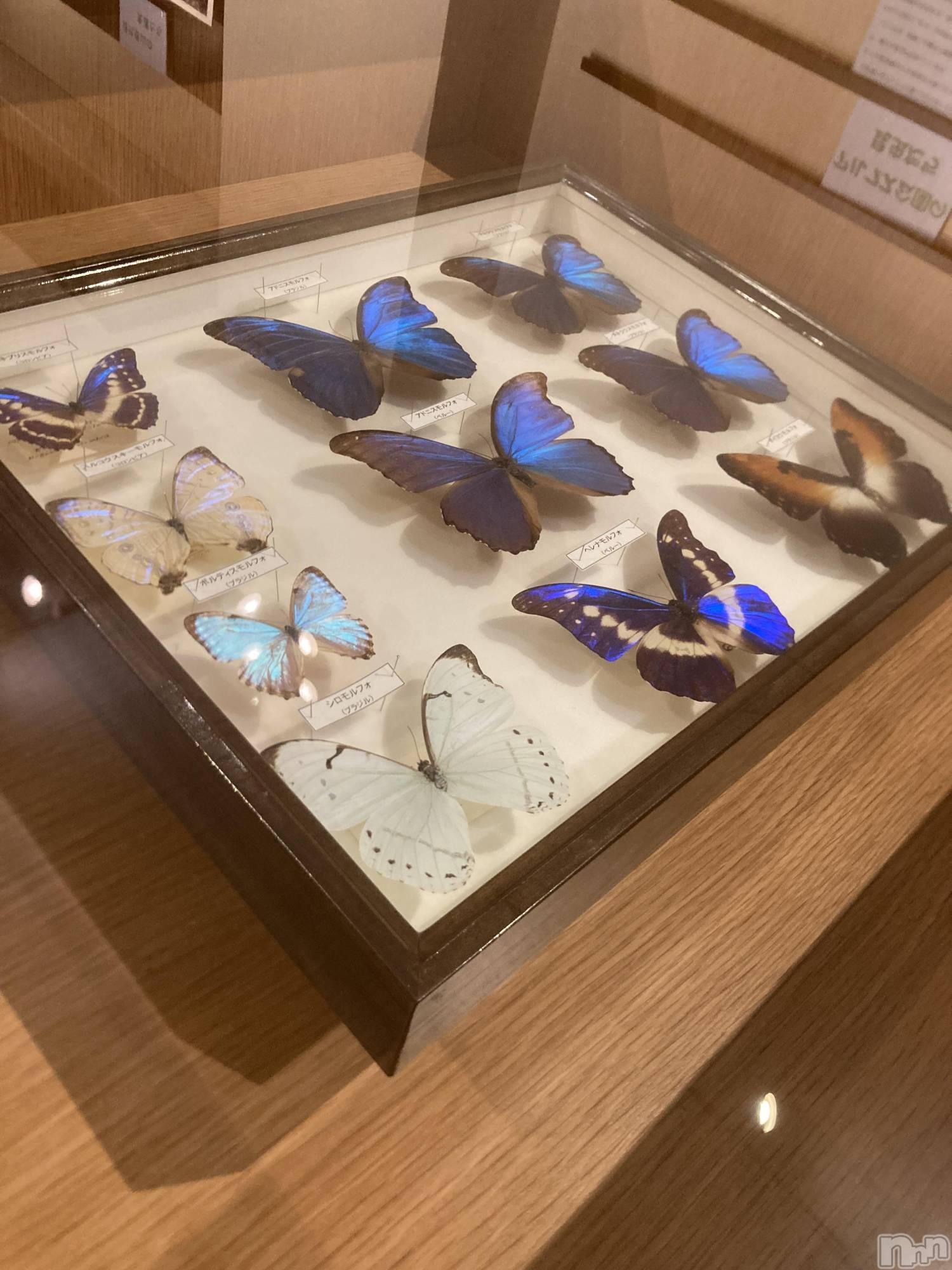 ��ˬ����Х��顦����֥���� �ץ���� ��ˬ(����� �ץ���� ����) ��2026ǯ1��29���̥�֥�����🦋.*�����