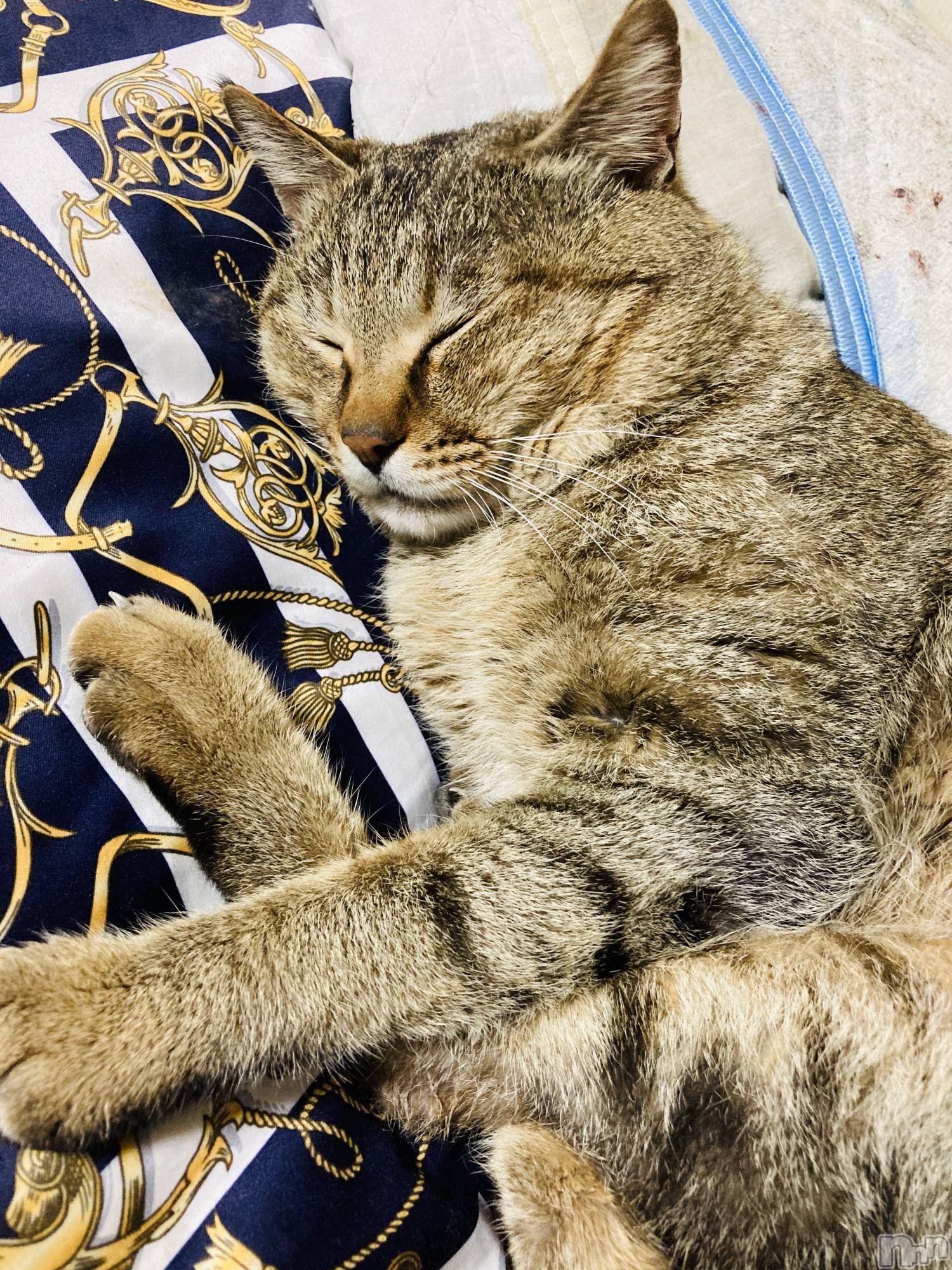 ��ˬ����Х��顦����֥���� �ץ���� ��ˬ(����� �ץ���� ����) ��2026ǯ2��5���̥�֥�����🐱��