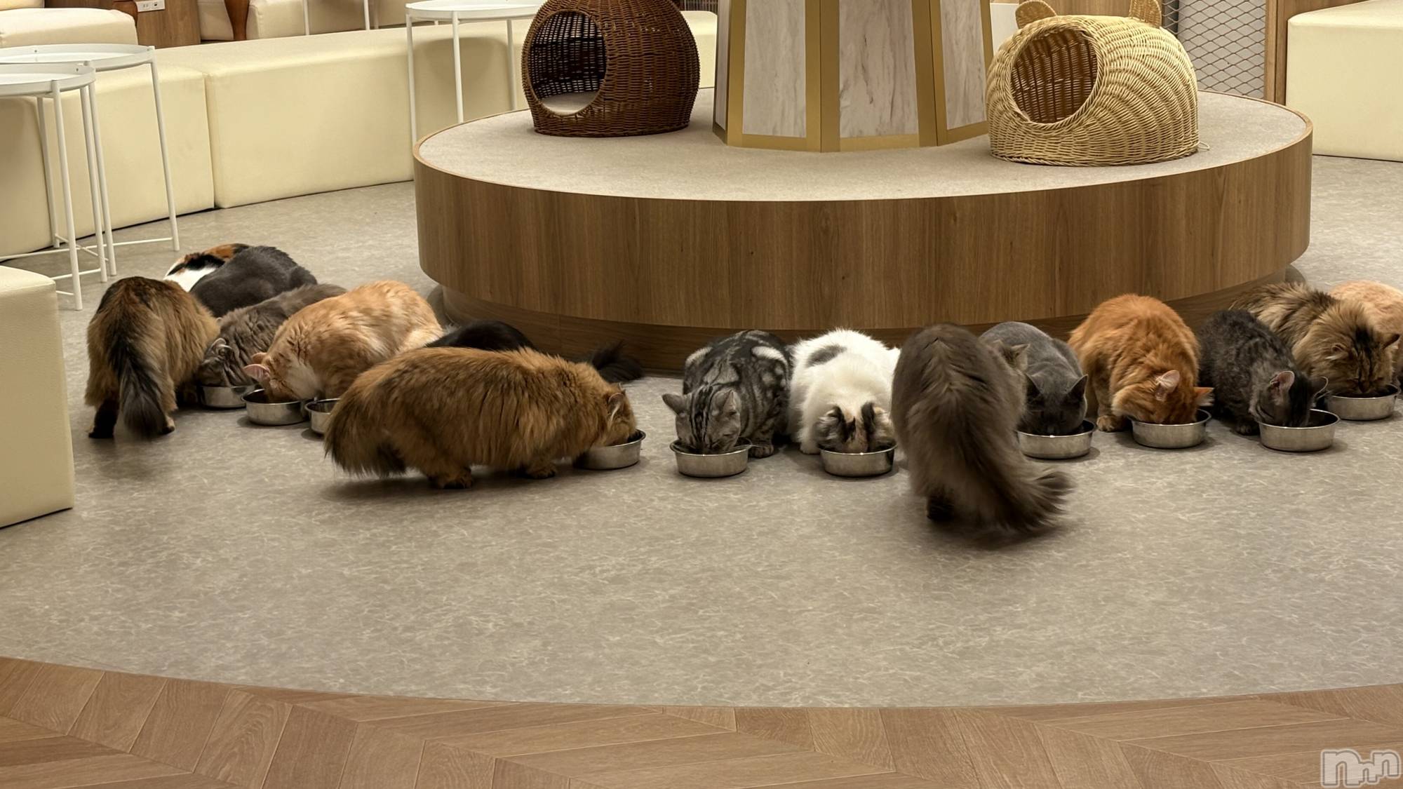 ��ˬ����Х��顦����֥���� �ץ���� ��ˬ(����� �ץ���� ����) ��2026ǯ2��9���̥�֥�����^._.^��