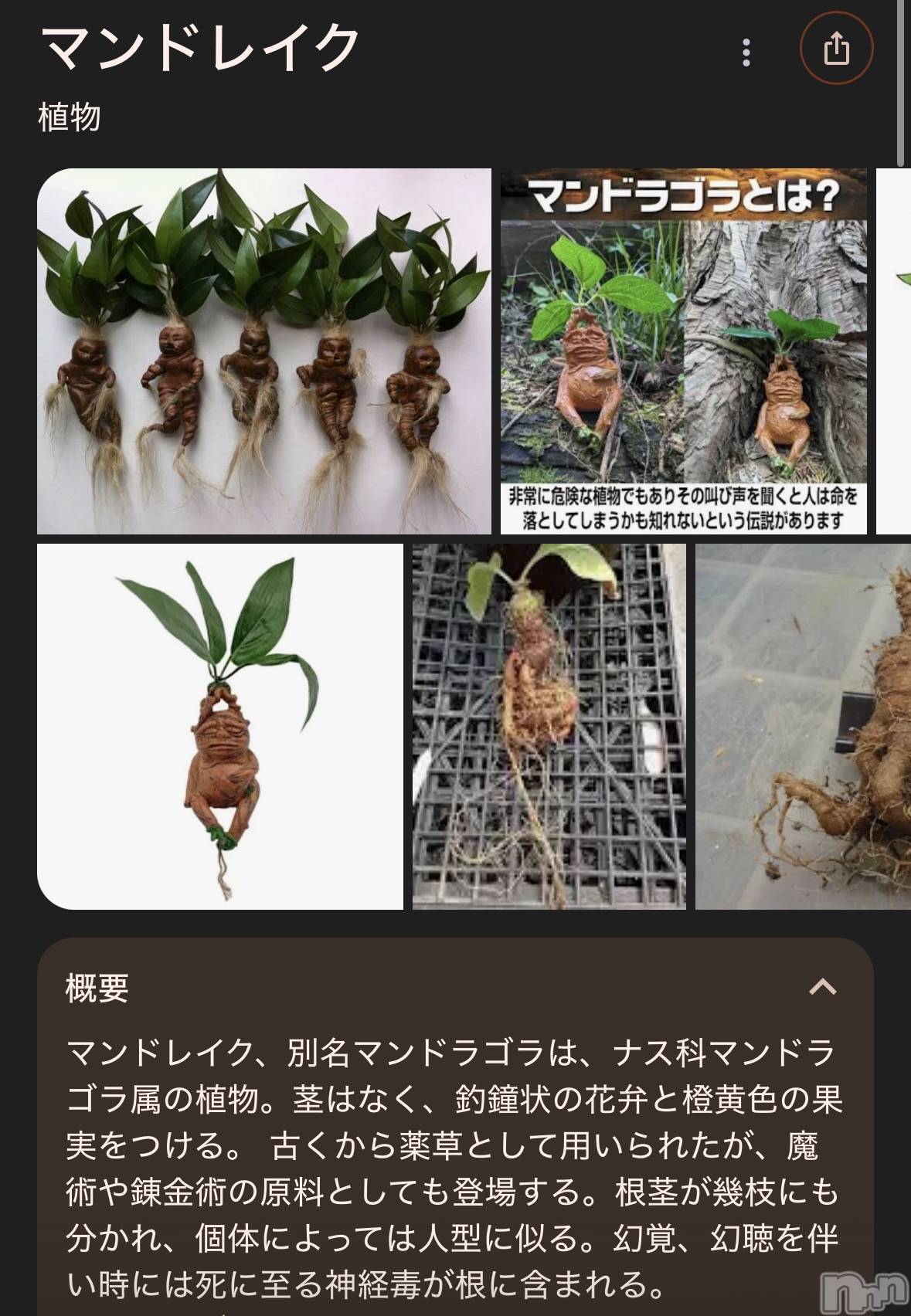 ��ˬ����Х��顦����֥���� �ץ���� ��ˬ(����� �ץ���� ����) ��2026ǯ3��12���̥�֥�����🌱‬‪��