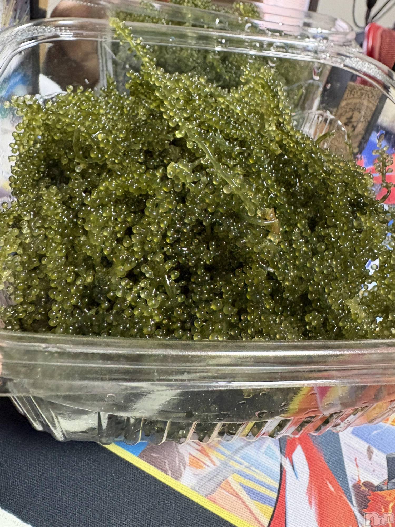 ��ˬ����Х��顦����֥���� �ץ���� ��ˬ(����� �ץ���� ����) ��2026ǯ4��17���̥�֥�����🫶🏻🫶🏻🫶🏻🫶🏻🫶🏻��