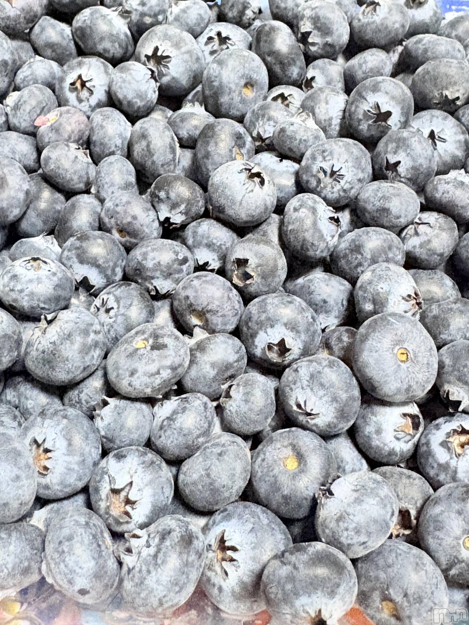 ��ˬ����Х��顦����֥���� �ץ���� ��ˬ(����� �ץ���� ����) ��2026ǯ4��20���̥�֥�����🫐🫐🫐��