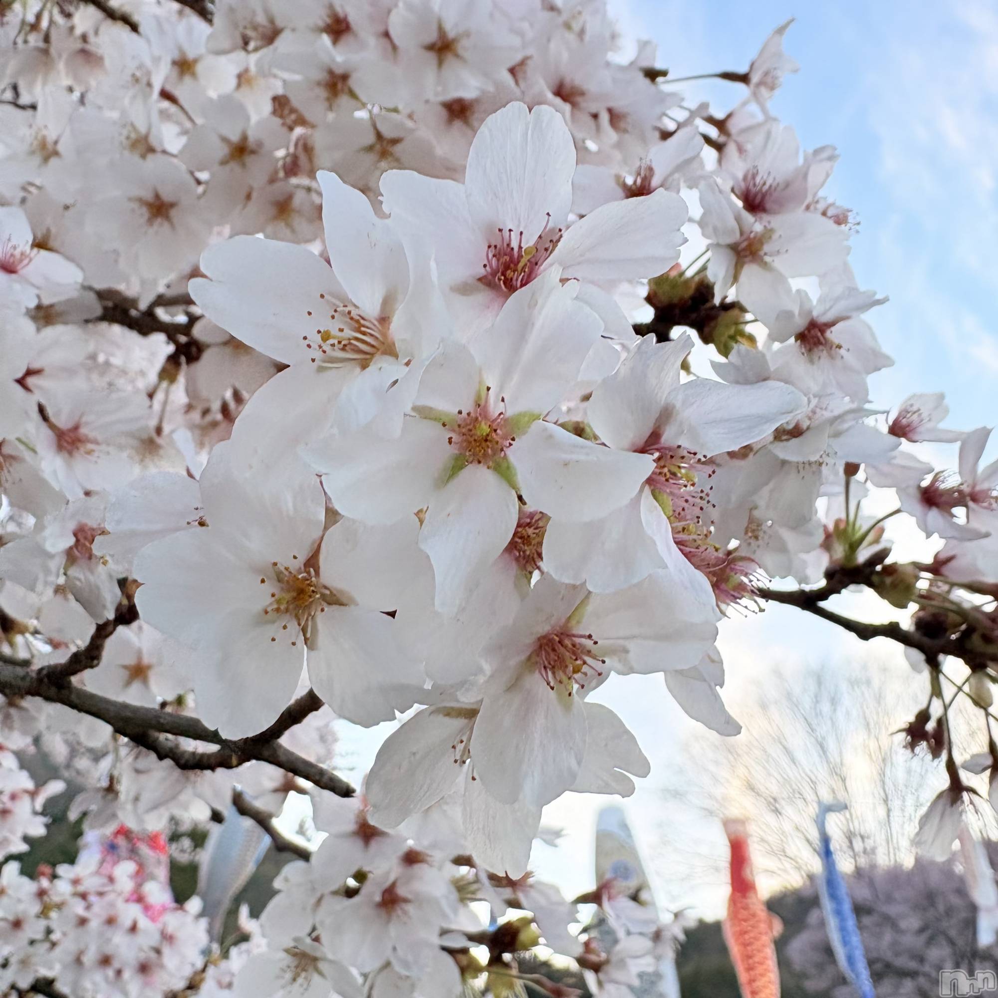 ��ˬ����Х��顦����֥���� �ץ���� ��ˬ(����� �ץ���� ����) ��2026ǯ4��24���̥�֥�����🌸🌸��