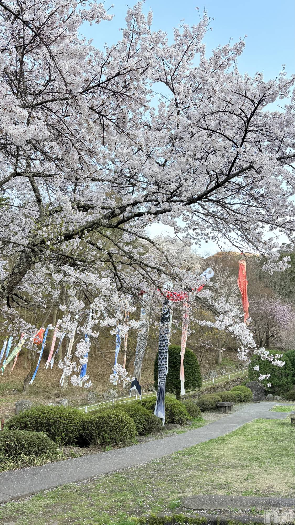 ��ˬ����Х��顦����֥���� �ץ���� ��ˬ(����� �ץ���� ����) ��2026ǯ4��22���̥�֥�����🍒🍒��