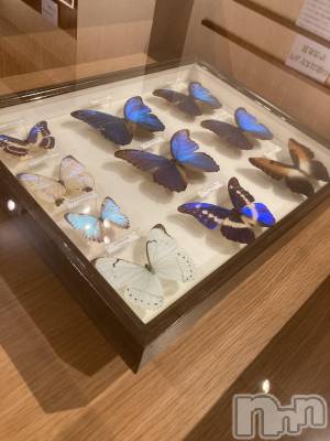 ��ˬ����Х��顦����֥���� �ץ���� ��ˬ(����� �ץ���� ����) ���� ��(20)��1��29���̥�֥�����🦋.*�����