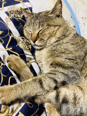 ��ˬ����Х��顦����֥���� �ץ���� ��ˬ(����� �ץ���� ����) ���� ��(20)��2��5���̥�֥�����🐱��