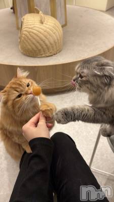 ��ˬ����Х��顦����֥���� �ץ���� ��ˬ(����� �ץ���� ����) ���� ��(20)��2��8���̥�֥�����🐱��