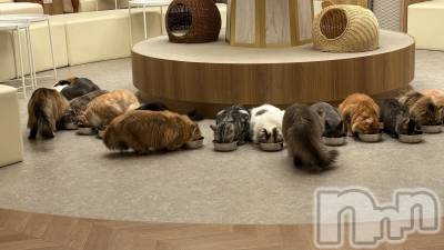 ��ˬ����Х��顦����֥���� �ץ���� ��ˬ(����� �ץ���� ����) ���� ��(20)��2��9���̥�֥�����^._.^��