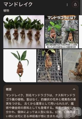 ��ˬ����Х��顦����֥���� �ץ���� ��ˬ(����� �ץ���� ����) ���� ��(20)��3��12���̥�֥�����🌱‬‪��