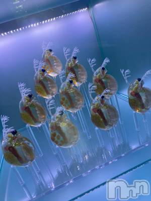 ��ˬ����Х��顦����֥���� �ץ���� ��ˬ(����� �ץ���� ����) ���� ��(20)��3��12���̥�֥�����𖠌��