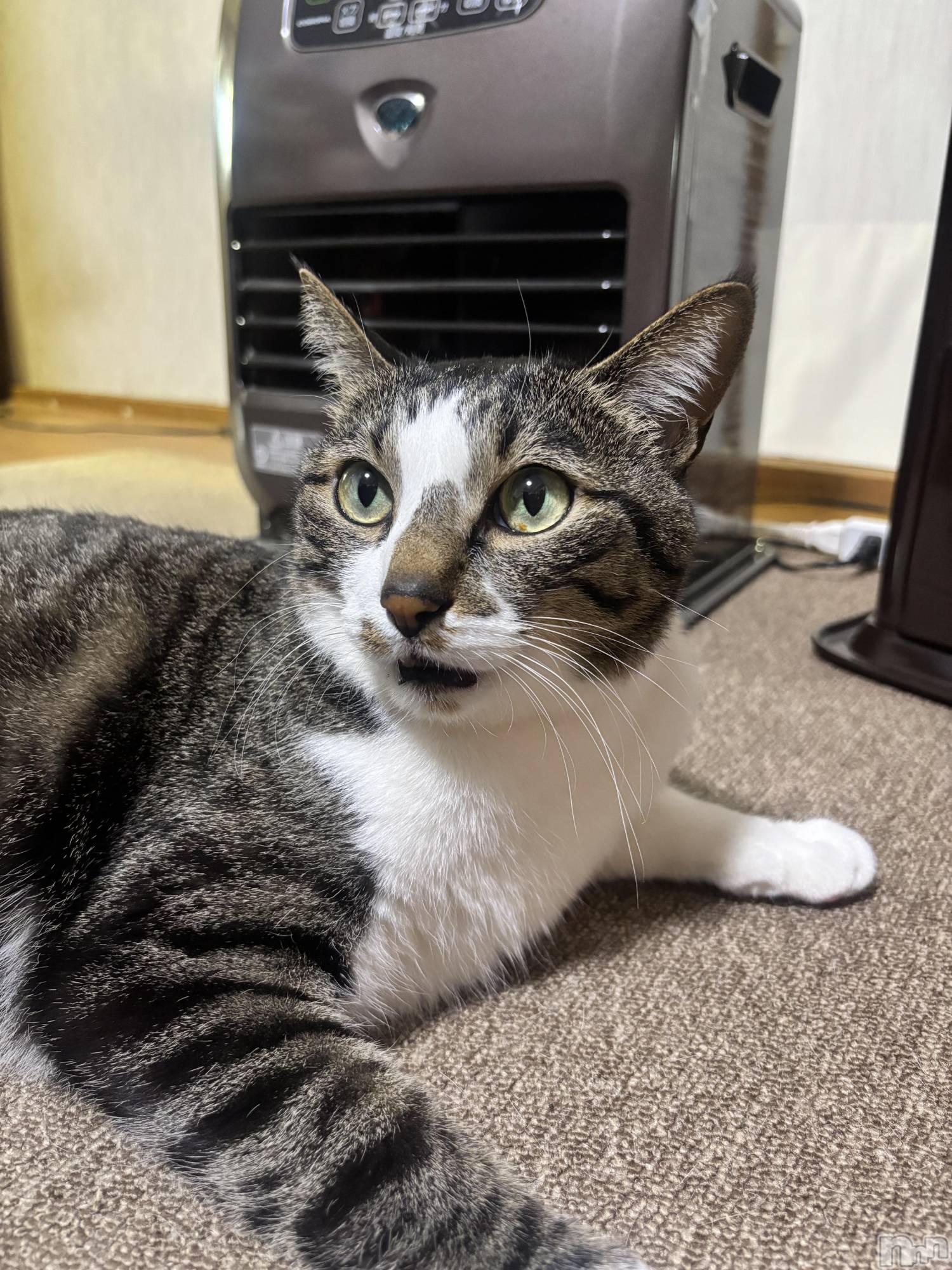 ����������ʥå��������륺�С����饪���ϥ��ܡ���bar���ͻ���(���饪���ϥ��ܡ���С��ӥ��󥷥ޥ�) ��2026ǯ3��8���̥�֥����֤ˤ�󤳡�