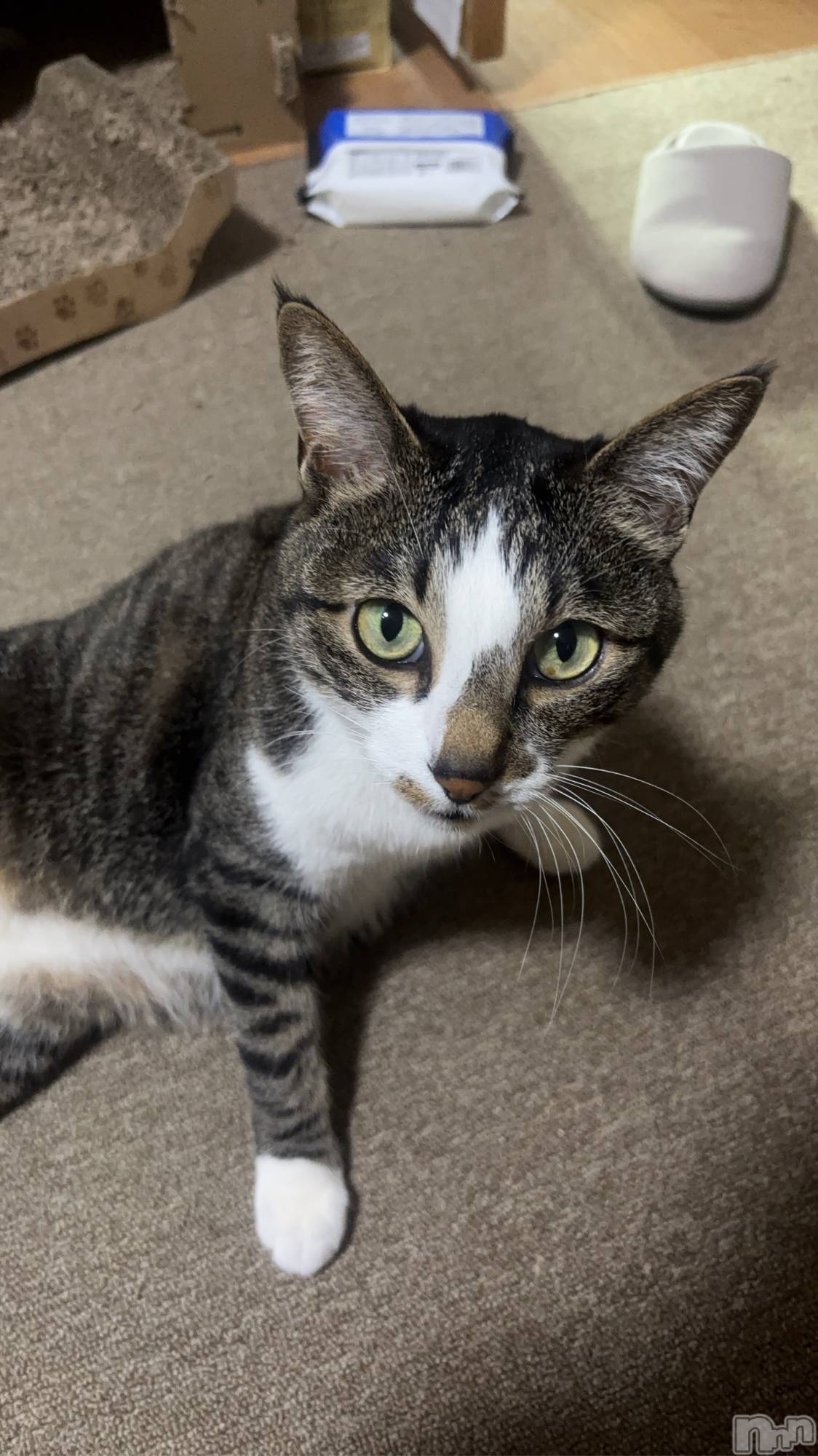 ����������ʥå��������륺�С����饪���ϥ��ܡ���bar���ͻ���(���饪���ϥ��ܡ���С��ӥ��󥷥ޥ�) ��2026ǯ3��29���̥�֥����֤ˤ�󤳡�