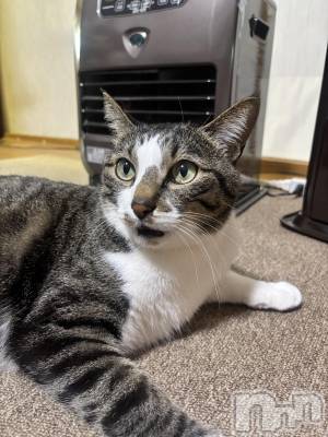 ����������ʥå��������륺�С����饪���ϥ��ܡ���bar���ͻ���(���饪���ϥ��ܡ���С��ӥ��󥷥ޥ�) �������3��8���̥�֥����֤ˤ�󤳡�