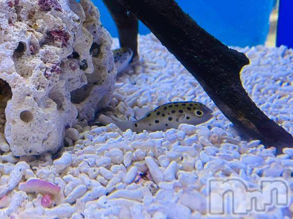 新潟デリヘルBIANCA～主人の知らない私～新潟店(ビアンカニイガタテン) 紫ノ宮(しのみや)　るい(30)の3月29日写メブログ「🚗」