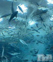 新潟デリヘルBIANCA～主人の知らない私～新潟店(ビアンカニイガタテン) 紫ノ宮(しのみや)　るい(30)の4月13日写メブログ「お礼🤝」