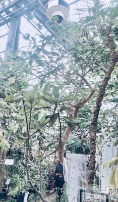 新潟デリヘル BIANCA～主人の知らない私～新潟店(ビアンカニイガタテン) 紫ノ宮(しのみや)　るい(30)の3月20日写メブログ「お礼＆出勤🍒」