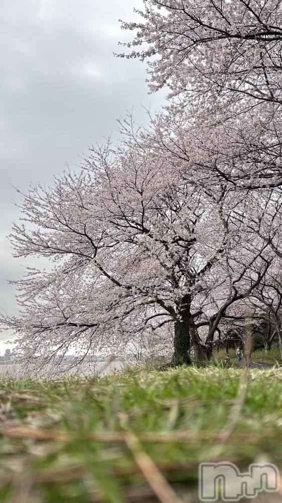 ��Į����Х��顦�����V-niigata-(�֥��˥�����) �ͤ���4��6���̥�֥�����🤫💖🌸��