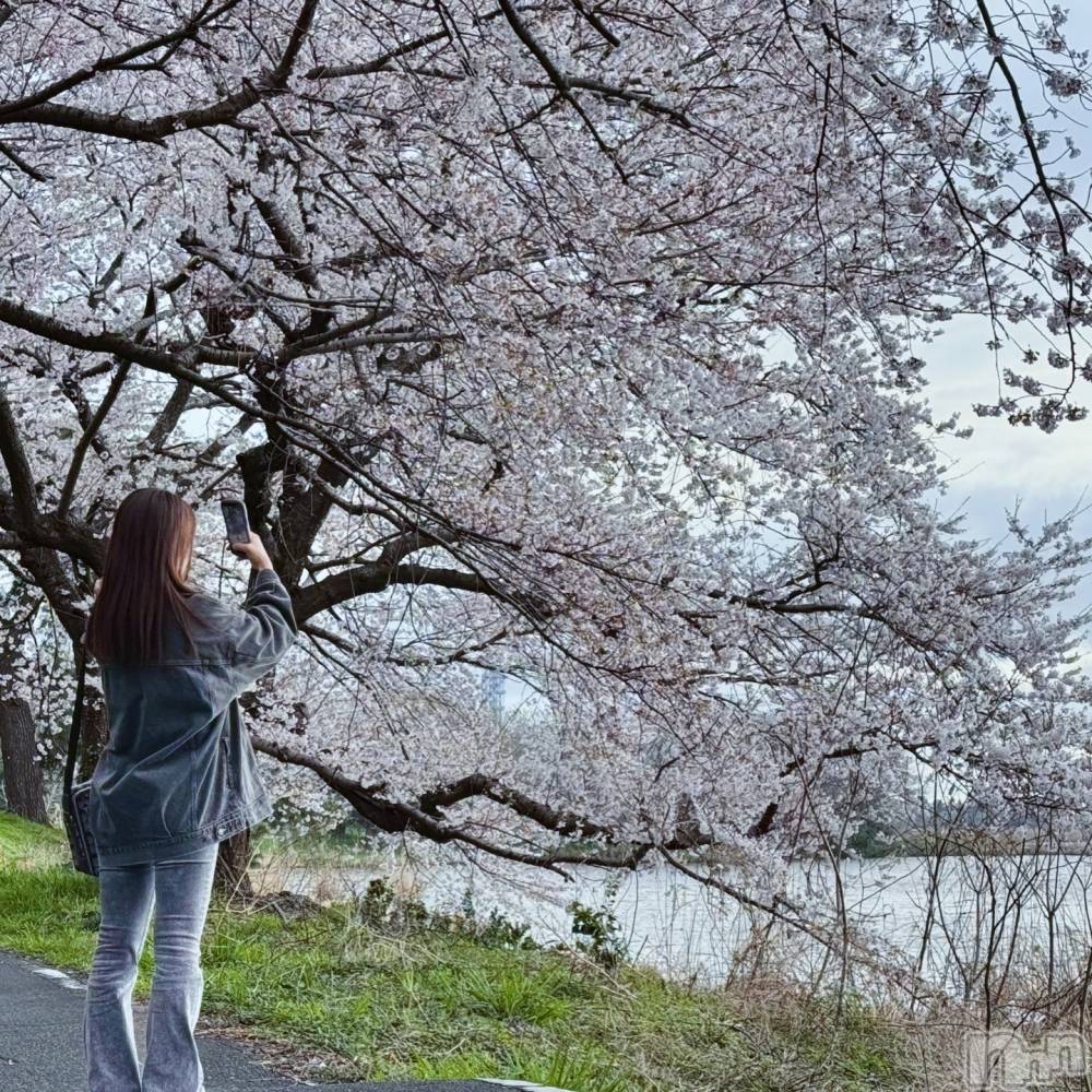 ��Į����Х��顦�����V-niigata-(�֥��˥�����) �ͤ���4��7���̥�֥����ֺ��Ȥͤ�🌸��