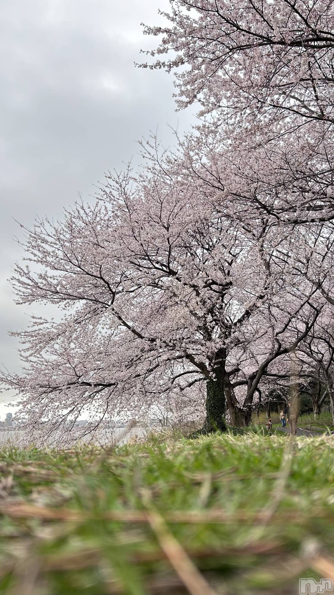 ��Į����Х��顦�����V-niigata-(�֥��˥�����) ��2026ǯ4��6���̥�֥�����🤫💖🌸��
