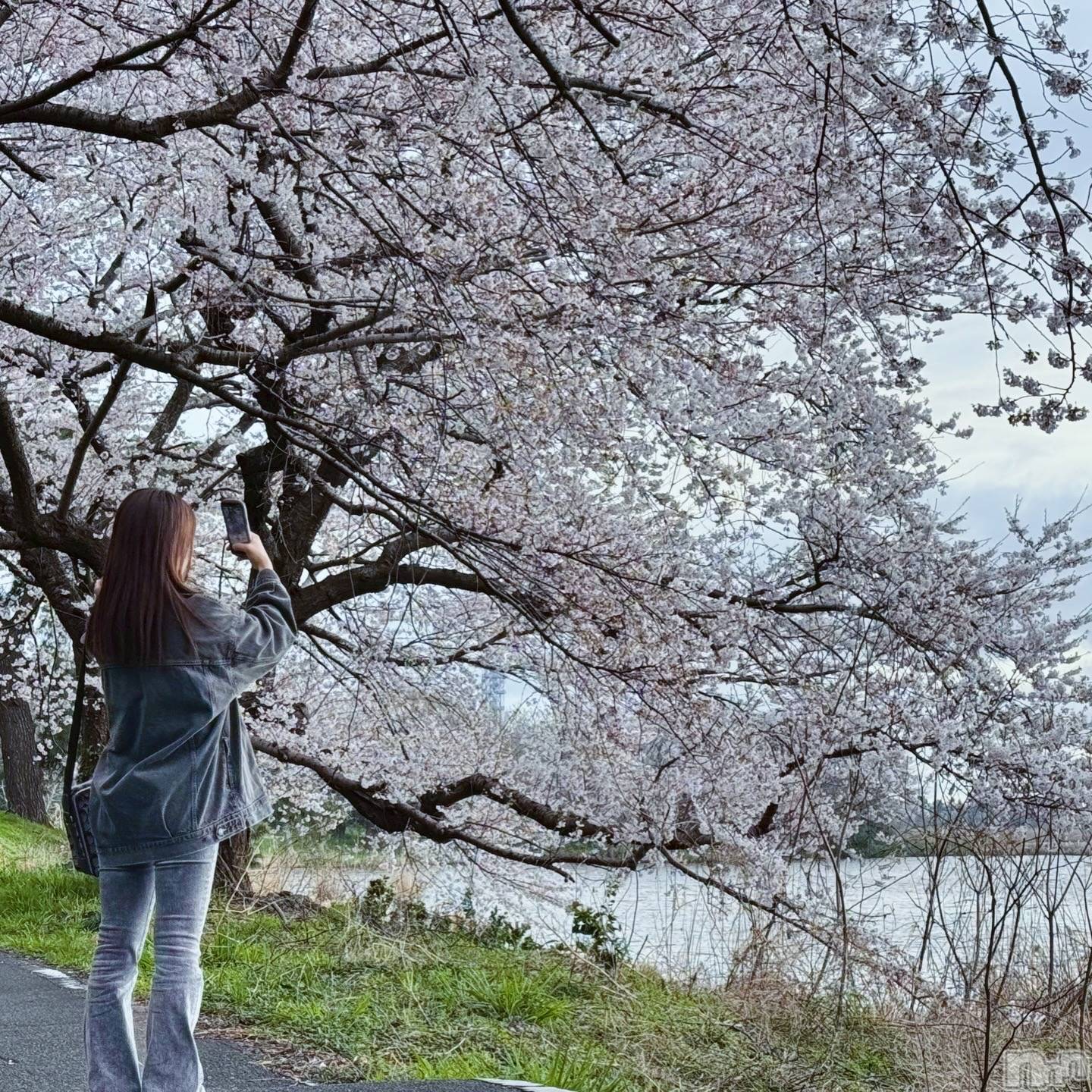 ��Į����Х��顦�����V-niigata-(�֥��˥�����) ��2026ǯ4��7���̥�֥����ֺ��Ȥͤ�🌸��