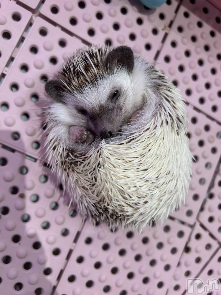 ���ᥭ��Х��顦�����CLUB ASLI(����֥�����) ������1��24���̥�֥����ֺ�����жФ���✨��