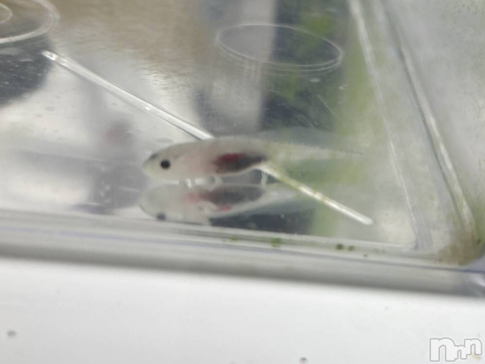 ���ᥭ��Х��顦�����CLUB ASLI(����֥�����) ������2��10���̥�֥����ֺ�����жС���