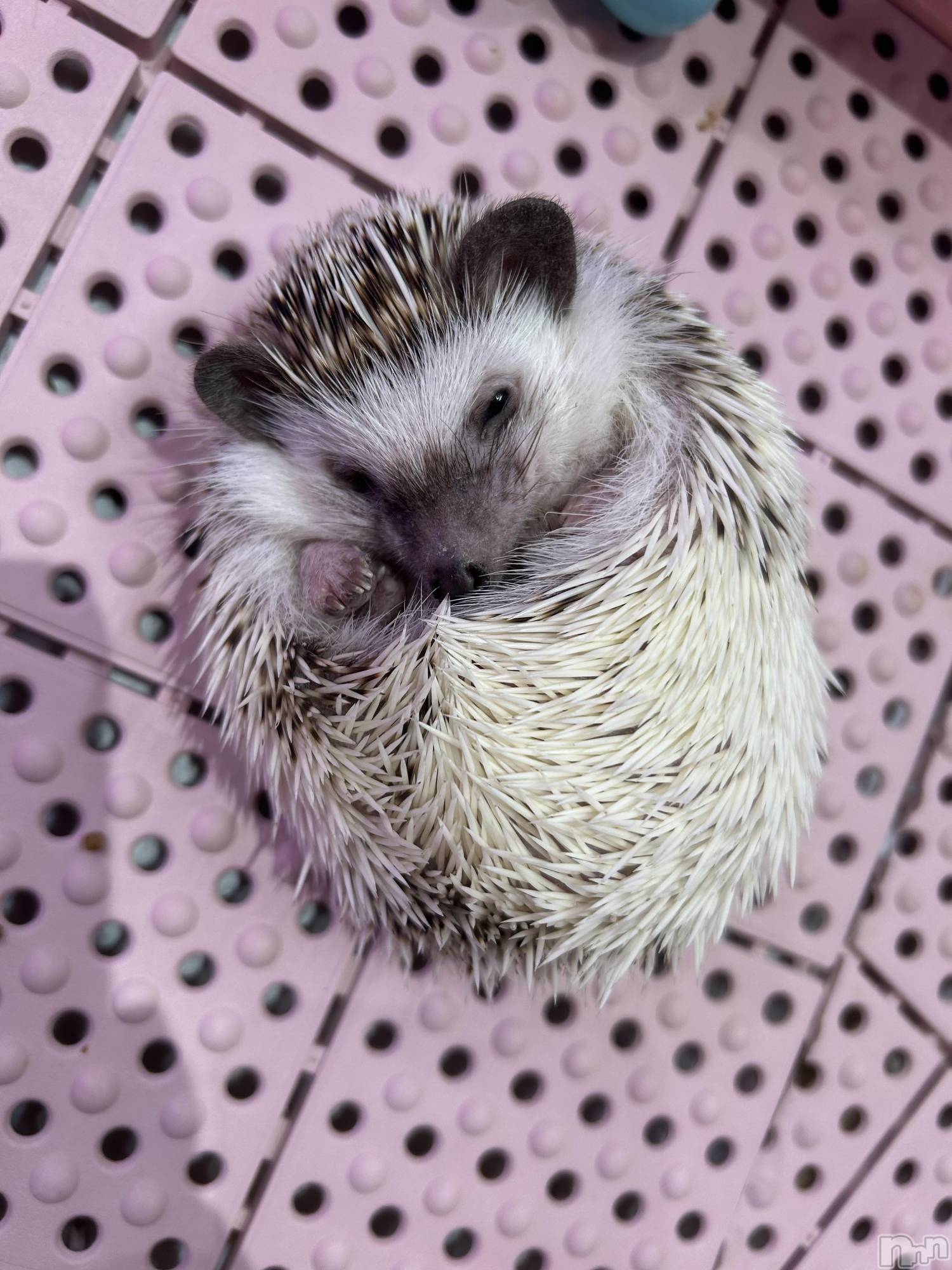 ���ᥭ��Х��顦�����CLUB ASLI(����֥�����) ��2026ǯ1��24���̥�֥����ֺ�����жФ���✨��