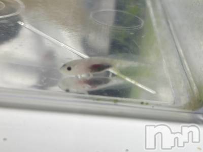 ���ᥭ��Х��顦�����CLUB ASLI(����֥�����) ������2��10���̥�֥����ֺ�����жС���