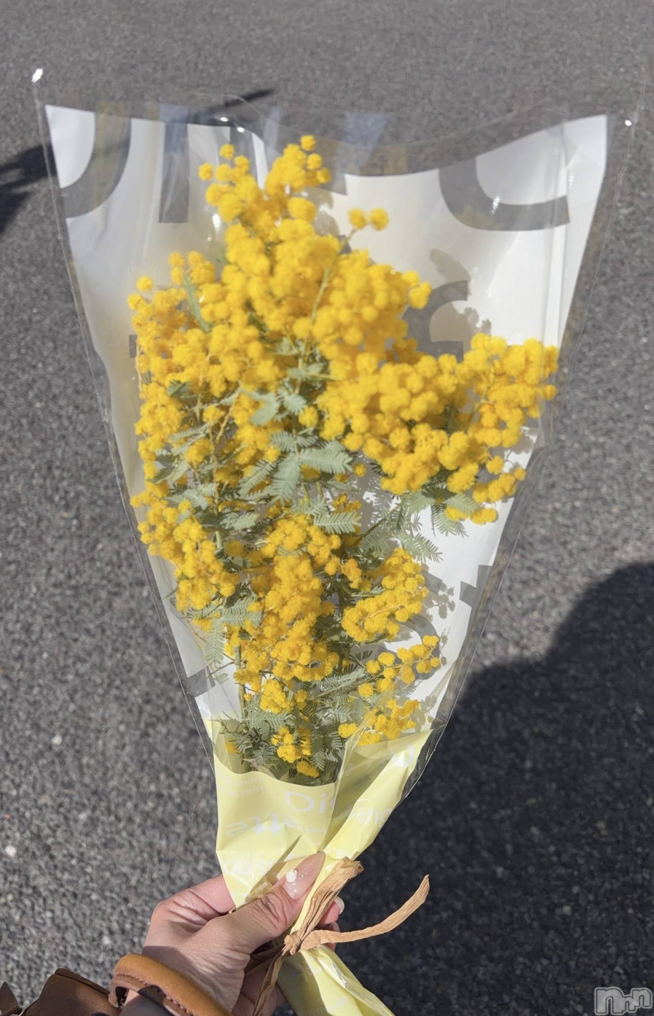 ���ܱ�������Х��顦����֥���� �ץ���� ����(����� �ץ���� �ޥĥ��) ��2026ǯ3��31���̥�֥�����3��31�� 23��34ʬ�Υ֥�����