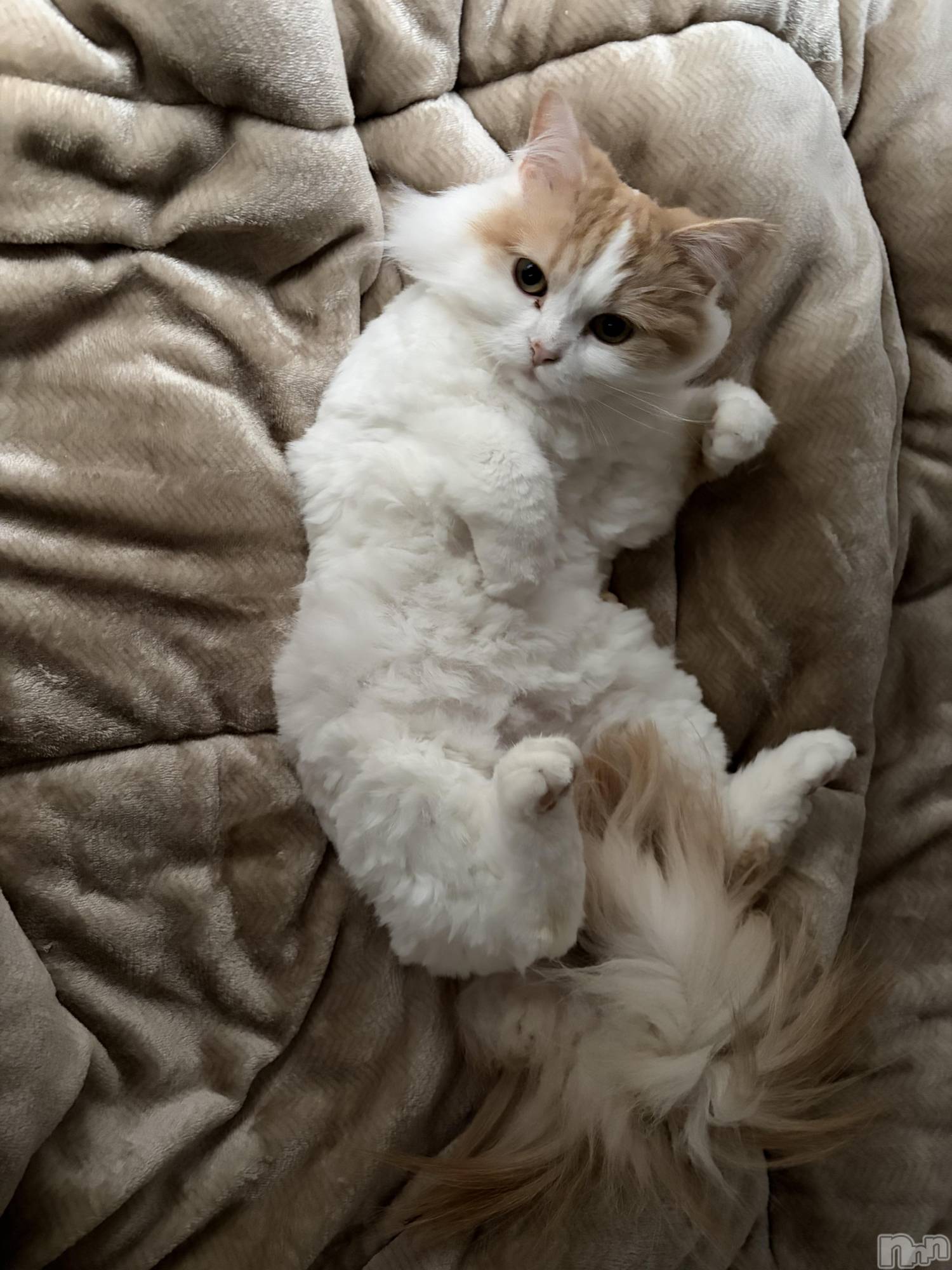 ���ܱ�������Х��顦����֥���� �ץ���� ����(����� �ץ���� �ޥĥ��) ��2026ǯ4��23���̥�֥�����4��23�� 21��48ʬ�Υ֥�����