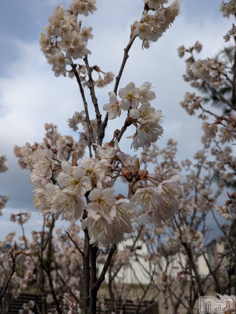 �����������Х��顦����ֽϽ�����Х��� Lips(���奯���祭��Х����åץ�) ��������3��23���̥�֥����ֽդ���🌸��