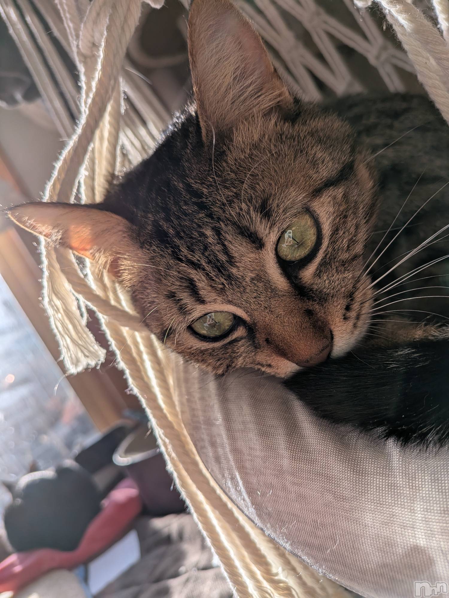 �����������Х��顦����ֽϽ�����Х��� Lips(���奯���祭��Х����åץ�) ��2026ǯ3��8���̥�֥����֤�����