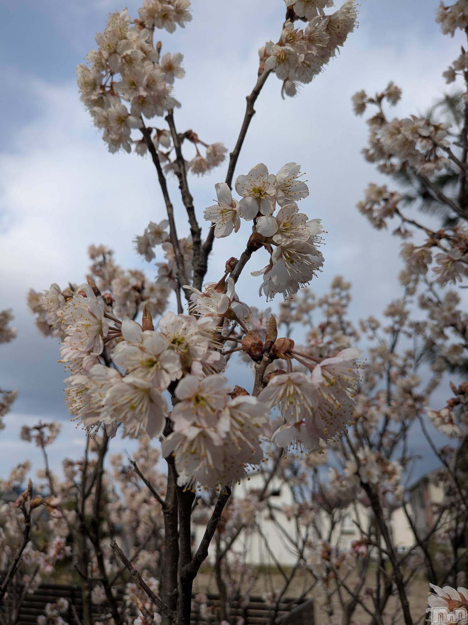 �����������Х��顦����ֽϽ�����Х��� Lips(���奯���祭��Х����åץ�) ��2026ǯ3��23���̥�֥����ֽդ���🌸��