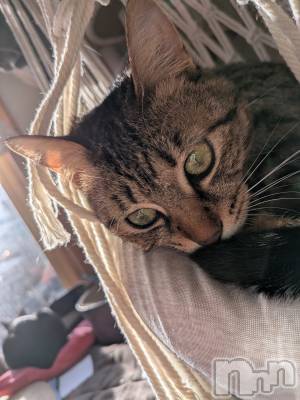 �����������Х��顦����ֽϽ�����Х��� Lips(���奯���祭��Х����åץ�) ��������3��8���̥�֥����֤�����